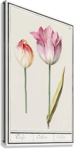 Anemone in vintage style Canvas Print