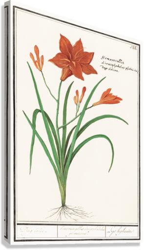 Orange daylily in vintage style Canvas Print