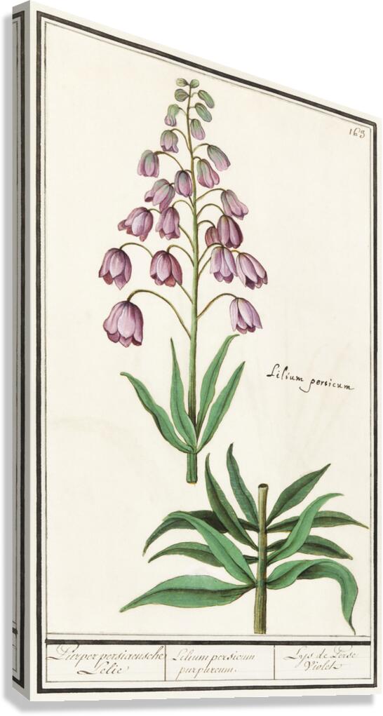 Persian lily in vintage style Canvas Print