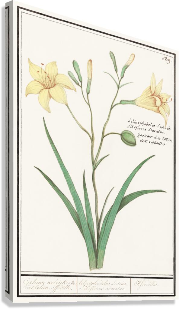 Yellow lily in vintage style Canvas Print