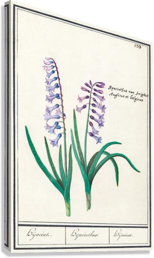 Hyacinth in vintage style Canvas Print