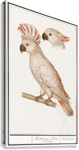 Moluccan cockatoo vintage style Canvas Print