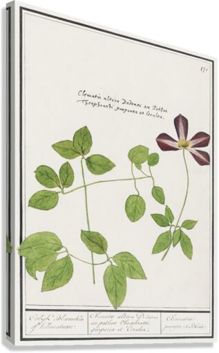 Moluccan cockatoo vintage style Canvas Print