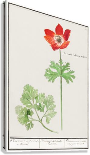 Anemone in vintage style Canvas Print