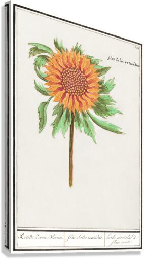 Sunflower in vintage style Canvas Print