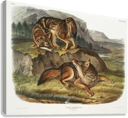 Prairie Wolf Canis latrans  Canvas Print