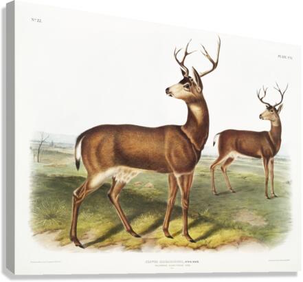 Columbian Black-tailed Deer Cervus Richardsonii  Canvas Print