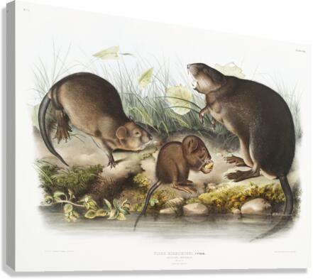 Musk-Rat Musquash Fiber Zibethicus  Canvas Print