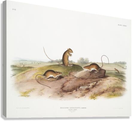 Jumping Mouse Meriones Americanus  Canvas Print