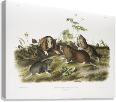 Canada Pouched Rat Pseudostoma bursarius  Canvas Print