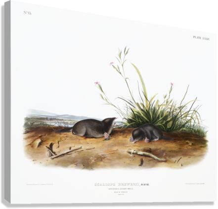 Shrew Mole Scallops Brewerii  Canvas Print
