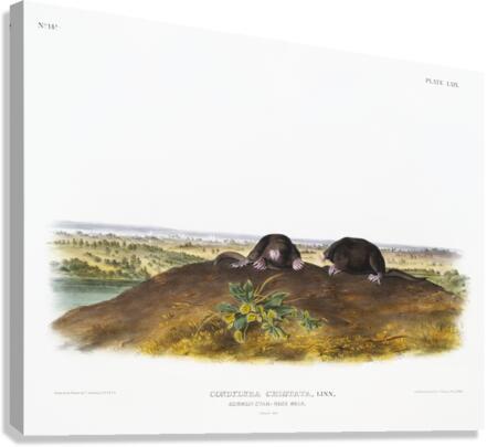 Star-nose Mole Condylura cristata  Canvas Print