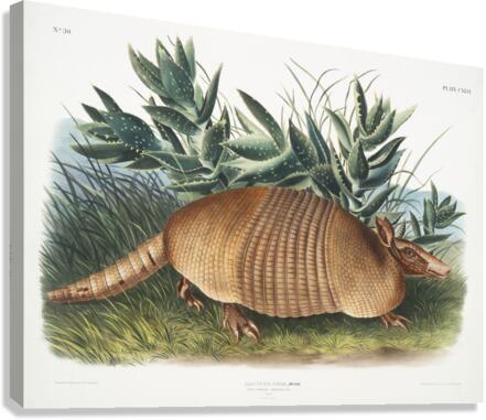 Nine-banded Armadillo Dasypus Peba  Canvas Print