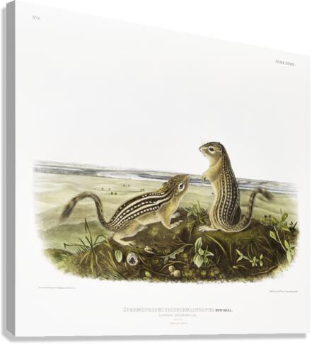 Leopard Spermophile Spermophilus tridecemlineatus  Canvas Print