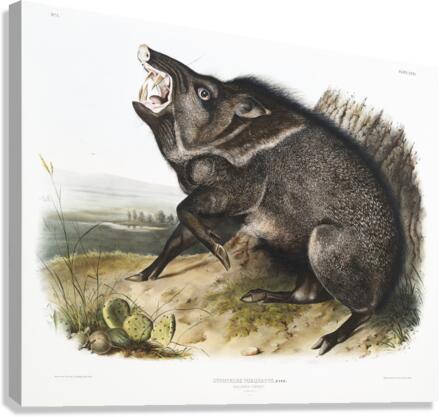 Collared Peccary Dycoteles torquatus  Canvas Print