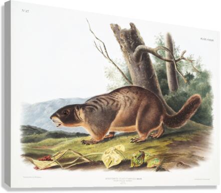 Cat Squirrel Sciurus cinereus  Canvas Print