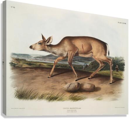 Black-tailed Deer Cervus macrotis  Canvas Print