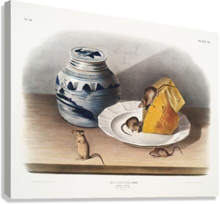 Cotton Rat Arvicola hispidus  Canvas Print