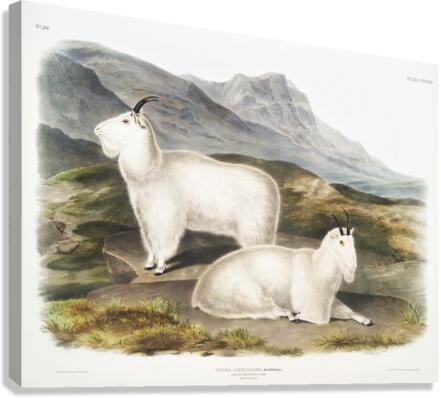 Tawny Weasel Putorius fuscus  Canvas Print