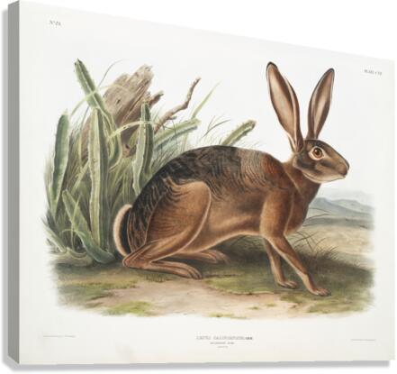 Californian Hare Lepus californicus  Canvas Print