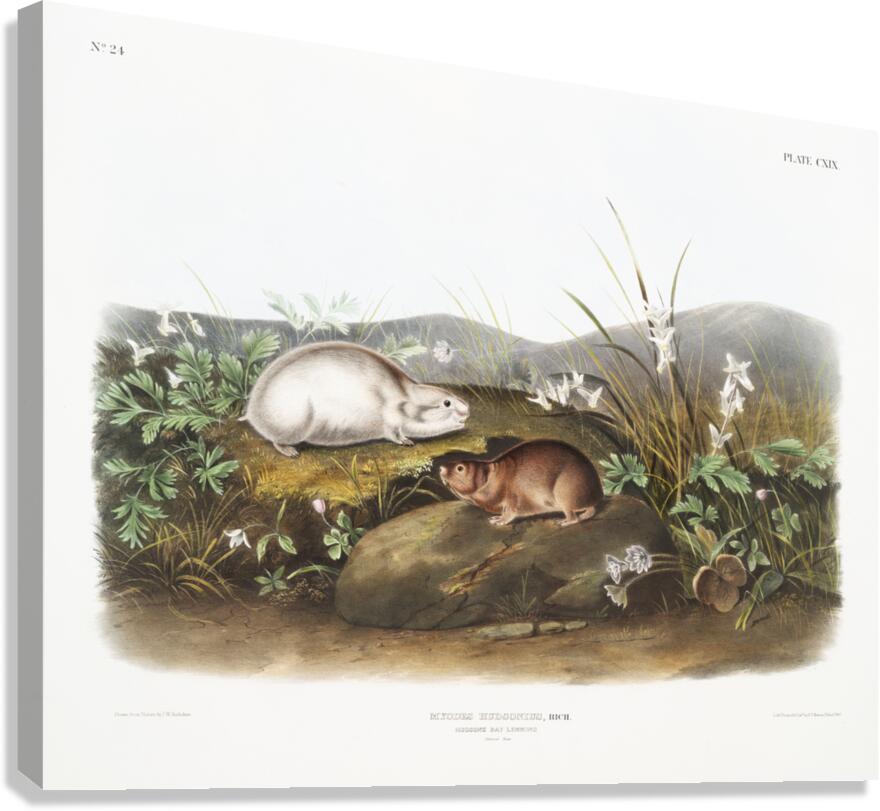 Hudson Bay Lemming Myodes Hudsonius  Canvas Print