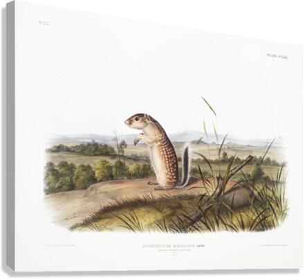 Mexican Marmot Squirrel Spermophilus Mexicanus  Canvas Print