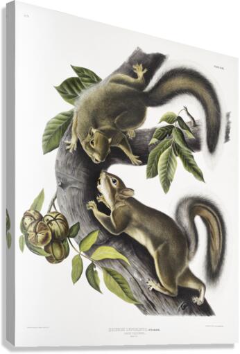 Hare Squirrel Sciurus leporinus  Canvas Print