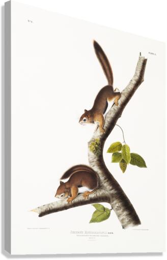 Chipping Squirrel Tamias Lysterii  Canvas Print