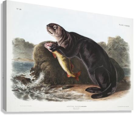 Sea Otter Enhydra marina  Canvas Print