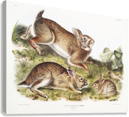 Grey Rabbit Lepus Sylvaticus  Canvas Print