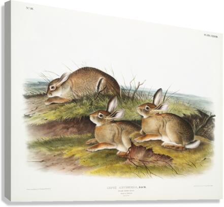 Warm Wood Hare Lepus artemesia  Canvas Print