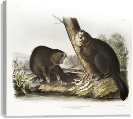 American Beaver Castor fiber Americanus  Canvas Print