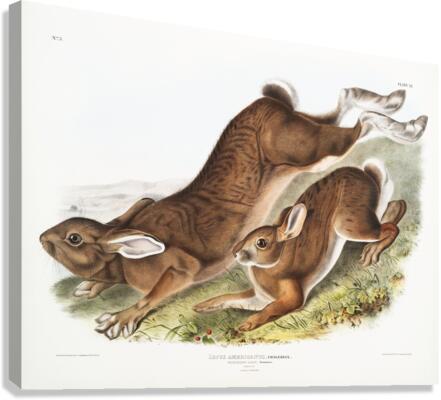 Northern Hare Lepus Americanus  Canvas Print