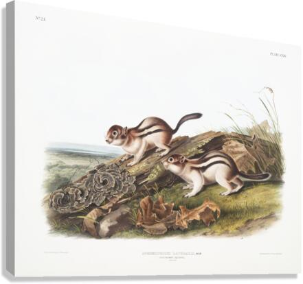 Marmot Squirrel Spermophilus lateralis  Canvas Print