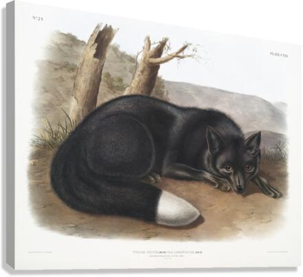 American Black or Silver Fox Vulpes fulvus  Canvas Print