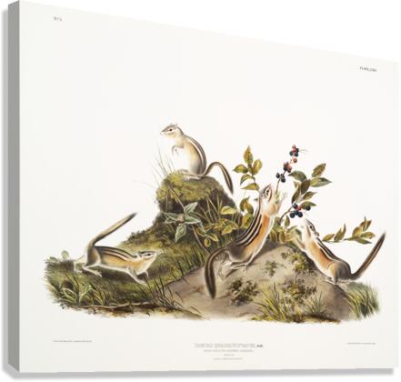 Four-striped Ground Squirrel Tamias quadrivitatus  Canvas Print