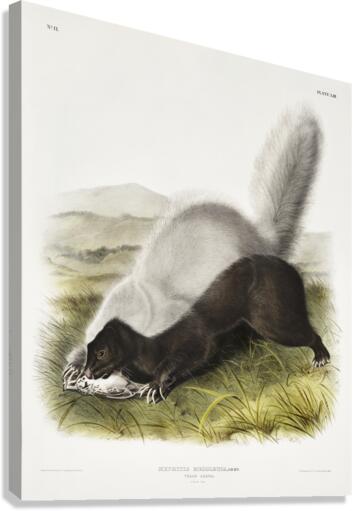 Texan Skunk Mephitis mesoleuca  Canvas Print