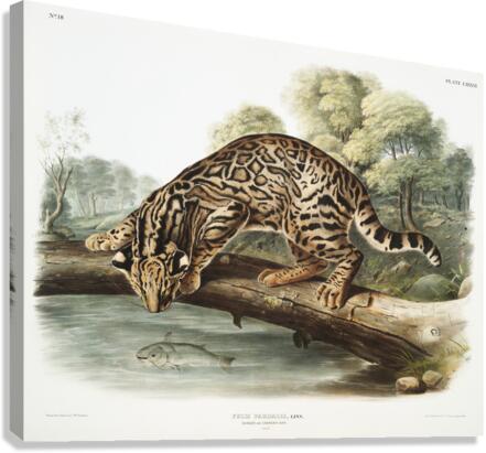 Ocelot or Leopard-Cat Felis pardalis  Canvas Print