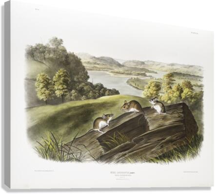 White-footed Mouse Mus leucopus  Canvas Print