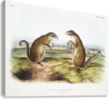 Marmot Squirrel Spermophilus Franklinii  Canvas Print