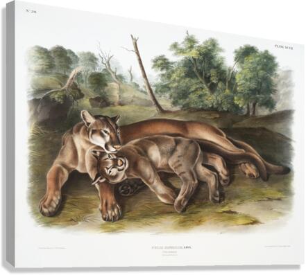 Cougar Felis concolor  Canvas Print