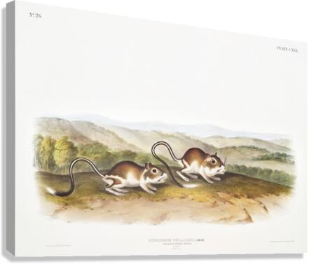Pouched Jerboa Mouse Dipodomys Phillipsii  Canvas Print