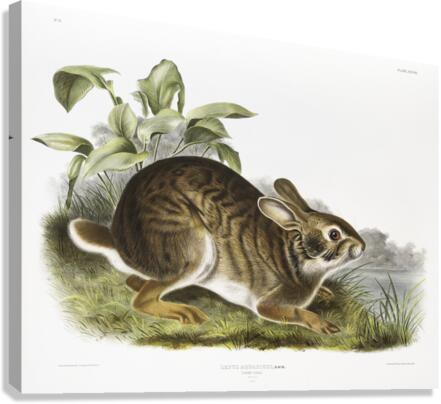 Swamp Hare Lepus aquaticus  Canvas Print