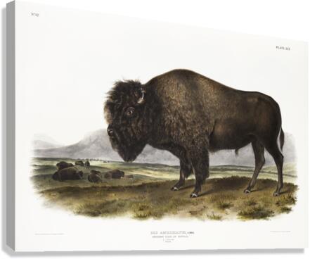 Marsh Hare Lepus palustris  Canvas Print