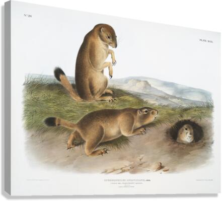 Marsh Hare Lepus palustris  Canvas Print