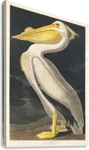 American White Pelican Canvas Print