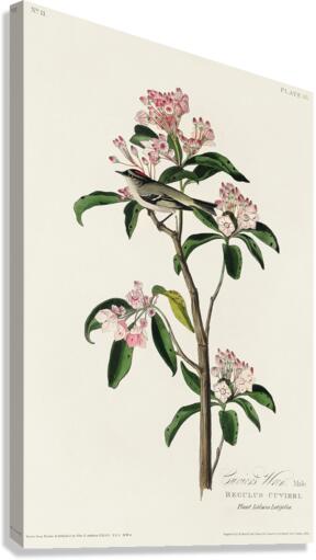 Cuviers Kinglet Canvas Print