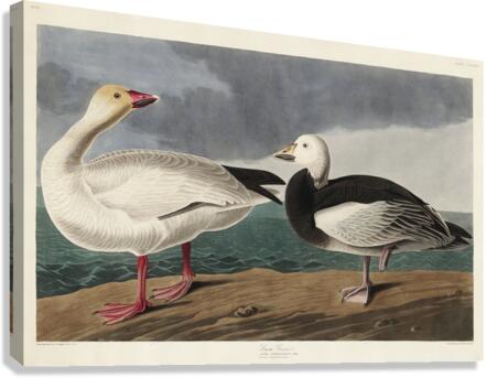 Black or Surf Duck Canvas Print