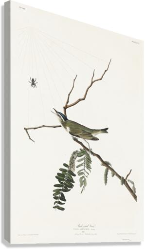 Red-eyed Vireo Canvas Print