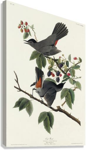 Cat Bird Canvas Print